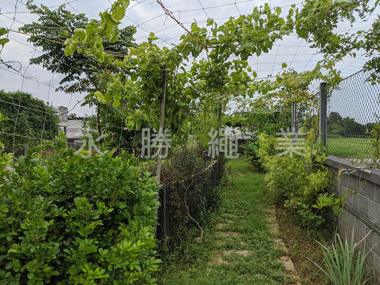 植物隧道