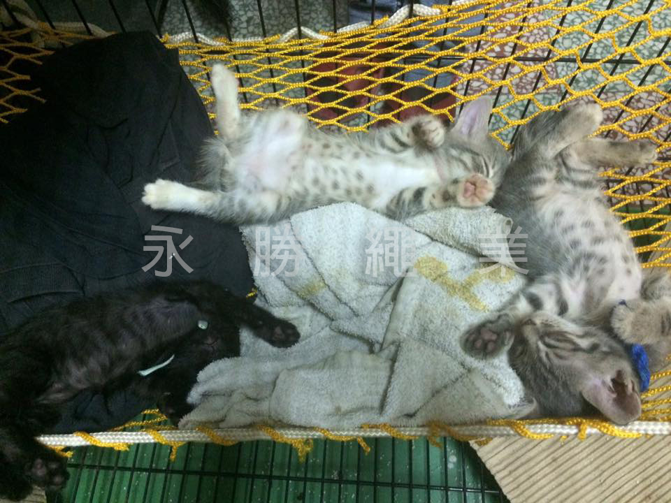 室內吊床